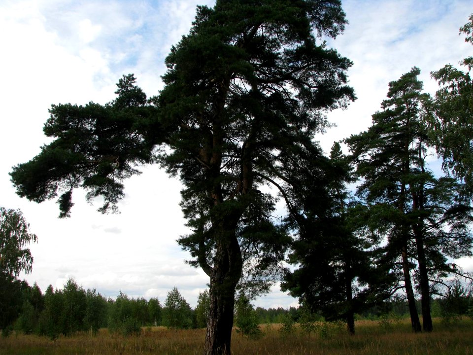 Pinus sylvestris 9123