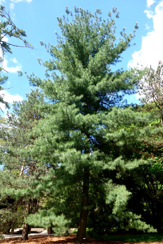 Pinus strobus - Stanley M. Rowe Arboretum - DSC03427