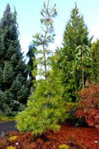 Pinus strobus 'Louie' - Oregon Garden - Silverton, Oregon - DSC00283
