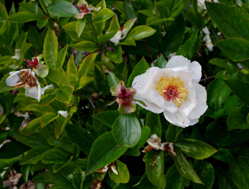 Pivoine - Jardins de Bagatelle 19
