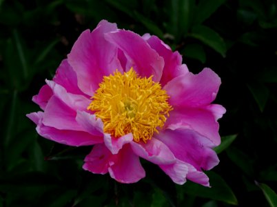 Pivoine - Jardins de Bagatelle 14