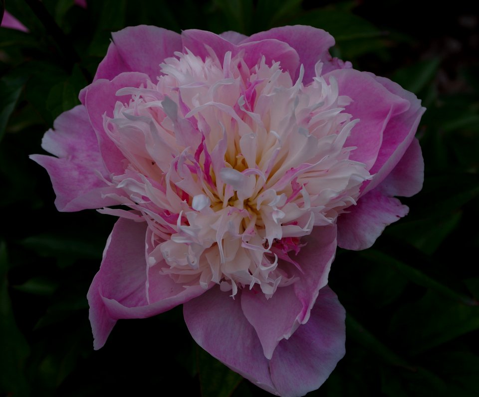 Pivoine - Jardins de Bagatelle 16