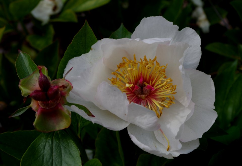 Pivoine - Jardins de Bagatelle 20