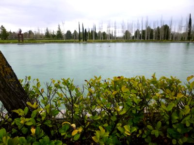 Pinto - lago del Parque Juan Carlos I (3) photo