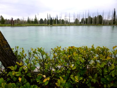 Pinto - lago del Parque Juan Carlos I (3)