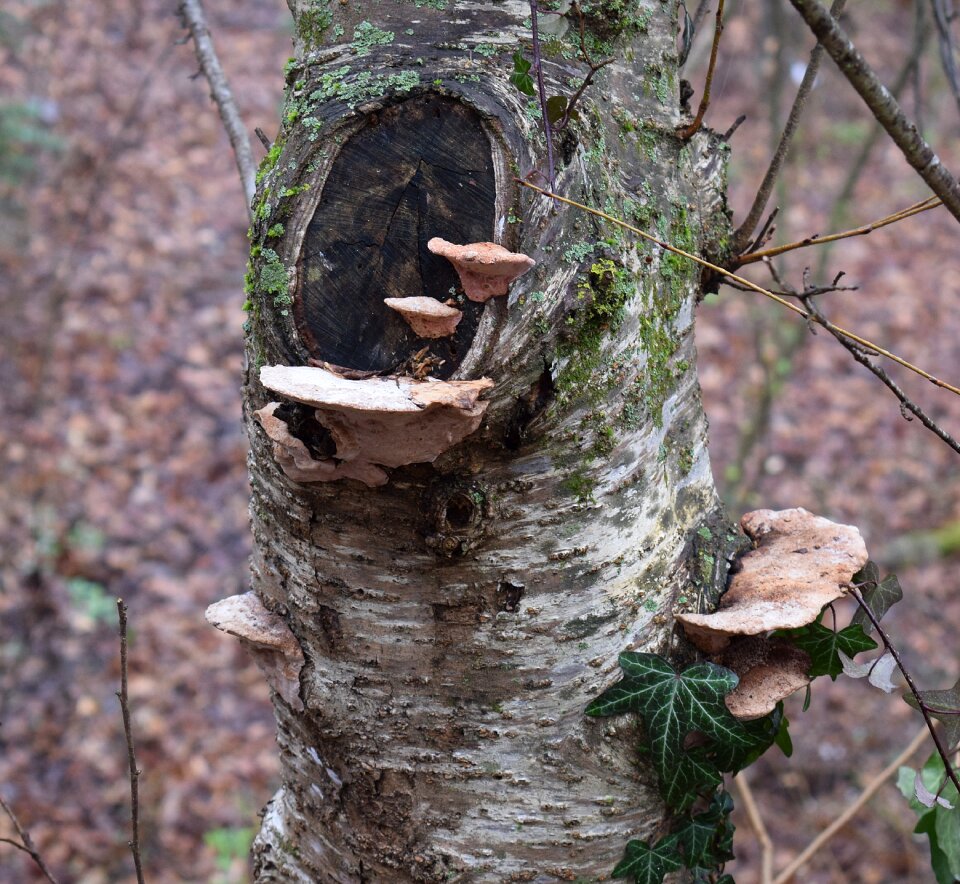 Plant mushroom spring