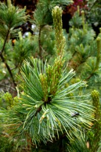 Pinus pumila - Morris Arboretum - DSC00264