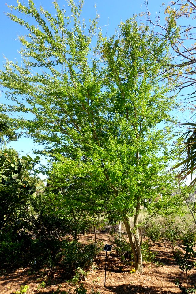Pithecellobium dulce - Naples Botanical Garden - Naples, Florida - DSC09997