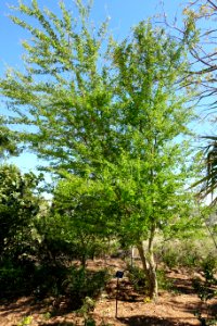 Pithecellobium dulce - Naples Botanical Garden - Naples, Florida - DSC09997