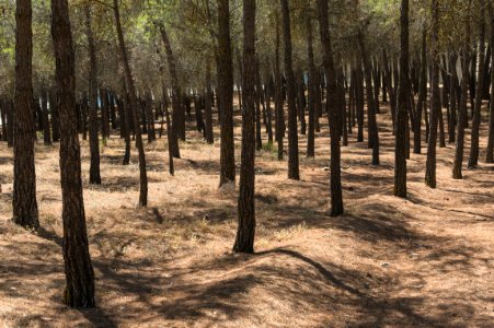Pinus pinaster, Embalse de los Bermejales, Andalusia, Spain