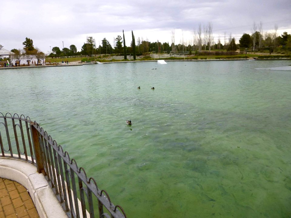 Pinto - lago del Parque Juan Carlos I (1)