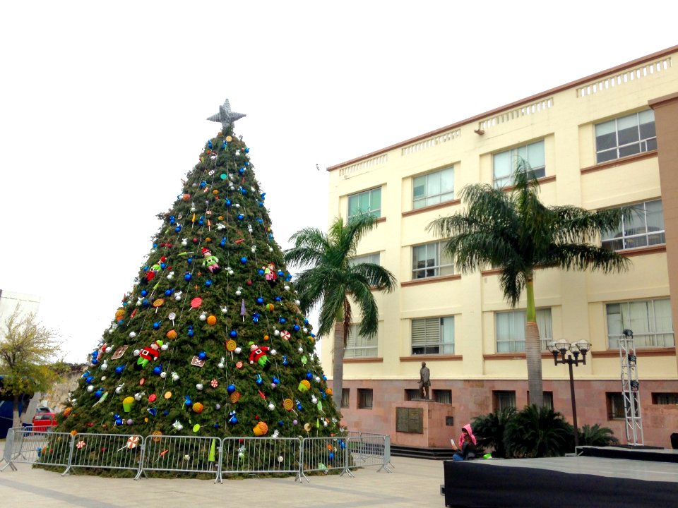 Pino navidad Plaza 15 Cd Victoria