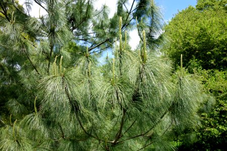 Pinus wallichiana - Morris Arboretum - DSC00394