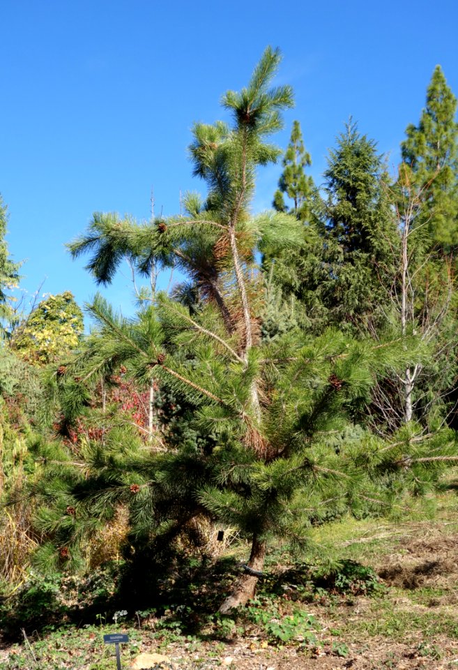 Pinus thunbergii - Quarryhill Botanical Garden - DSC03430