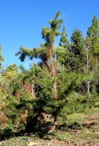 Pinus thunbergii - Quarryhill Botanical Garden - DSC03430