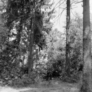 Pinussoorten, Bestanddeelnr 250-8218