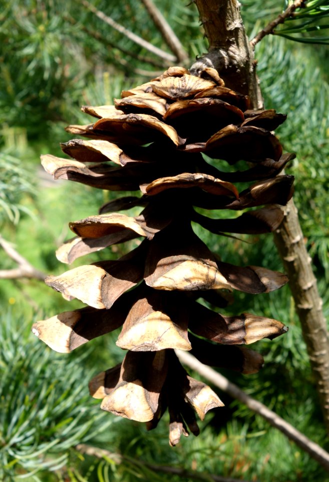 Pinus wangii subsp kwangtungensis - Morris Arboretum - DSC00389