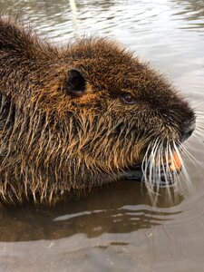 Animals river nutria