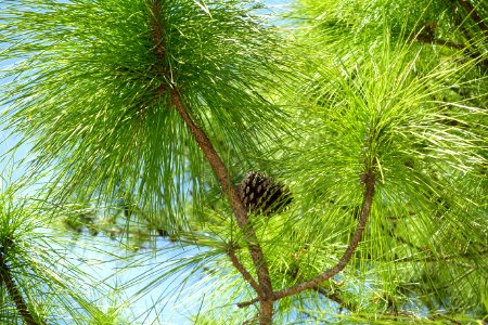 Pinus elliottii - Fruit and Spice Park - Homestead, Florida - DSC09157