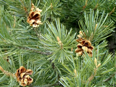 Pinus edulis - Red Butte Garden and Arboretum - DSC07530