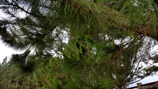 Pinus kesiya (Benguet pine) in Dahilayan, Bukidnon 1