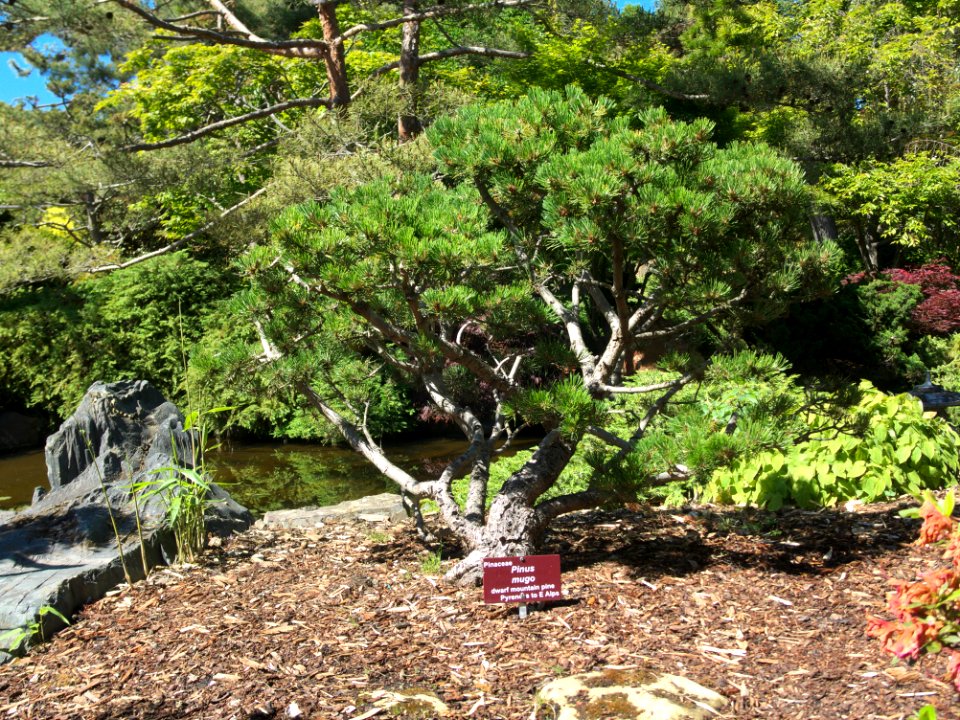 Pinus mugo Hobart Botanical 20171119-017