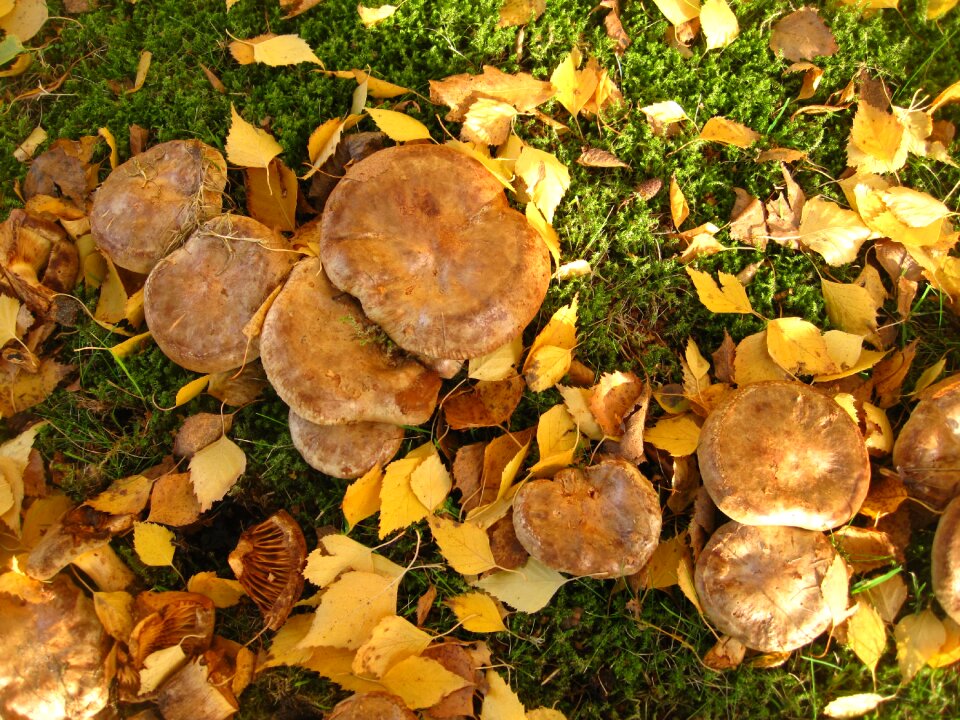 Paxillus involutus mushroom genus mushroom family