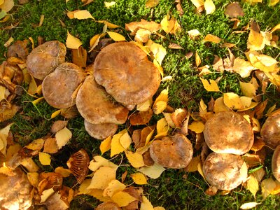 Paxillus involutus mushroom genus mushroom family photo
