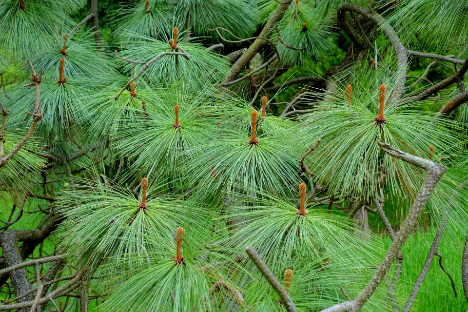 Pinus montezumae - Hillier Gardens - Romsey, Hampshire, England - DSC04447