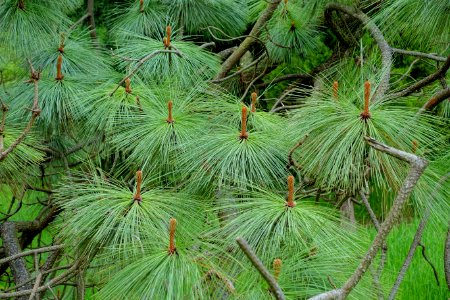 Pinus montezumae - Hillier Gardens - Romsey, Hampshire, England - DSC04447 photo