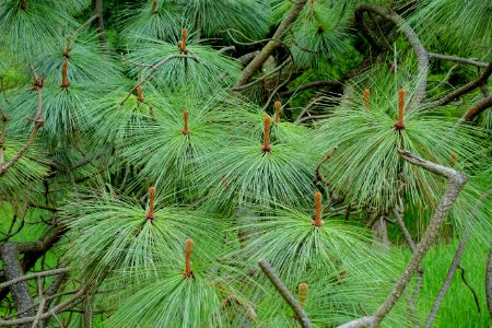Pinus montezumae - Hillier Gardens - Romsey, Hampshire, England - DSC04447