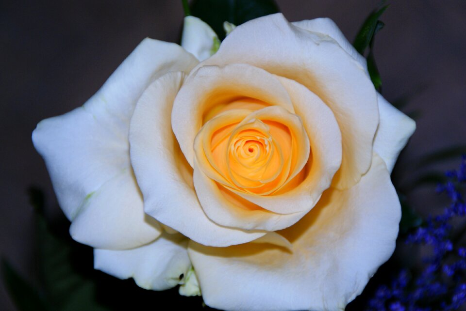 Flower blossom bloom