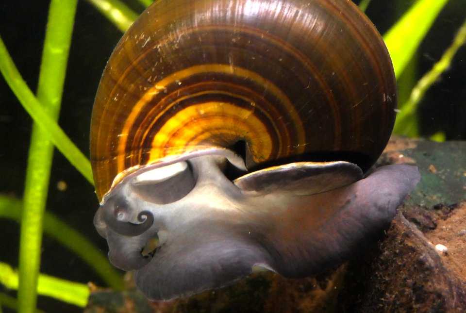 Pila wernei - Afrikanische Riesen-Apfelschnecke (2)