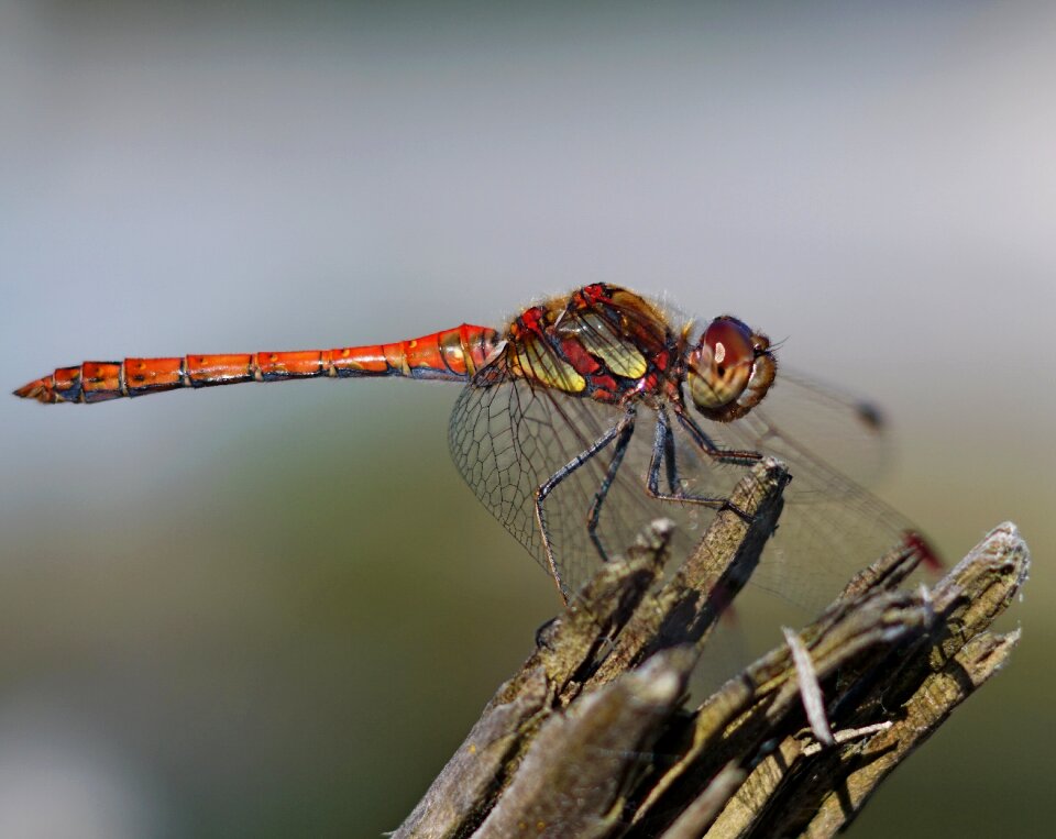 Pond insects macro