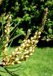 Pinus bungeana - Arnold Arboretum - DSC06781
