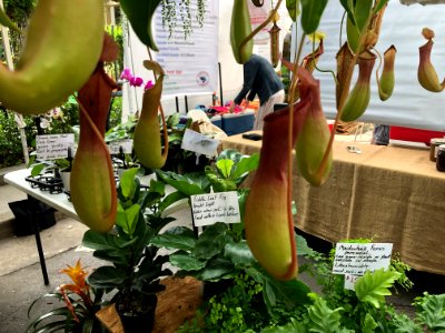Pitcher plants at the Greenville Saturday Market, June 2019 photo