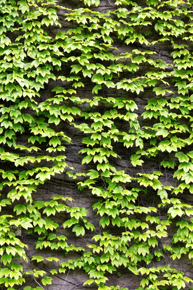 The leaves green ivy