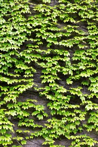 The leaves green ivy
