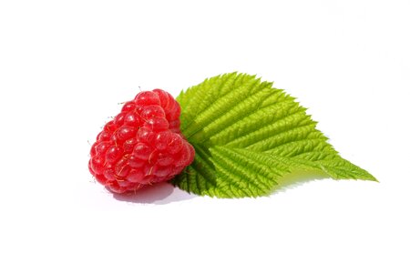 Leaf green berry