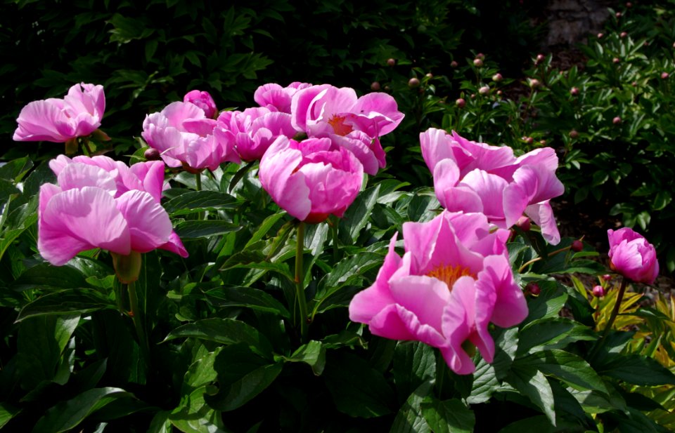 Pivoine - Jardins de Bagatelle 18