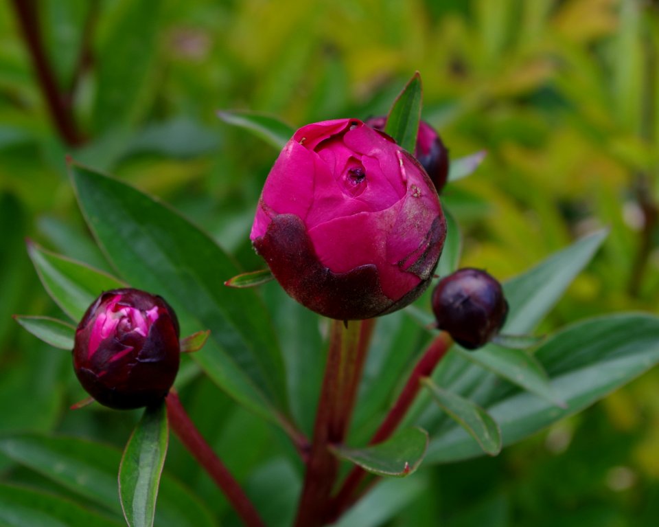 Pivoine - Jardins de Bagatelle 12