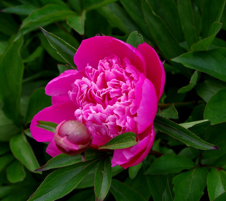 Pivoine - Jardins de Bagatelle 10