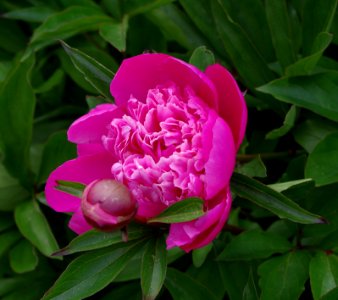 Pivoine - Jardins de Bagatelle 10
