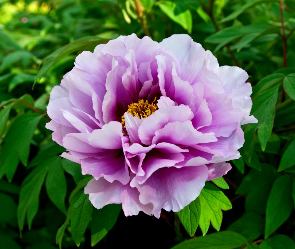 Pivoine Japanese peony Jdp