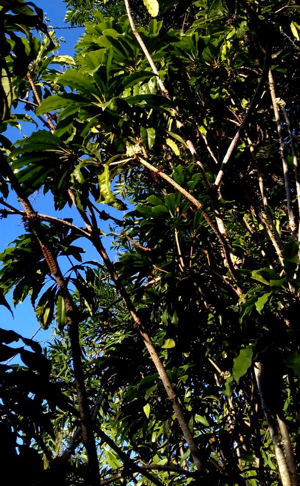 Pittosporum malaxanii