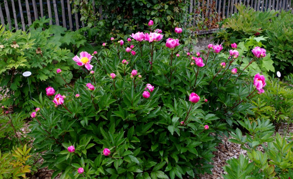 Pivoine - Jardins de Bagatelle 13