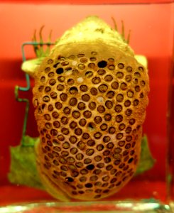 Pipa pipa, 18th-19th century - Naturhistorisches Museum, Braunschweig, Germany - DSC05016