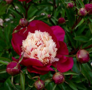 Pivoine - Jardins de Bagatelle 6