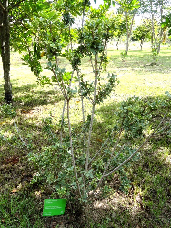 Pittosporum tobira - Jardim Botânico de Brasília - DSC09710