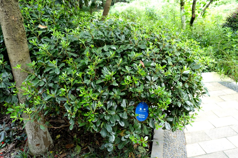 Pittosporum tobira - Chengdu Botanical Garden - Chengdu, China - DSC03284